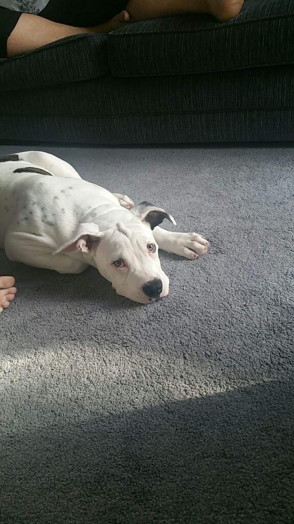 dogo argentino for sale gumtree